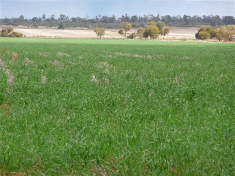 Goolgowi NSW 2652