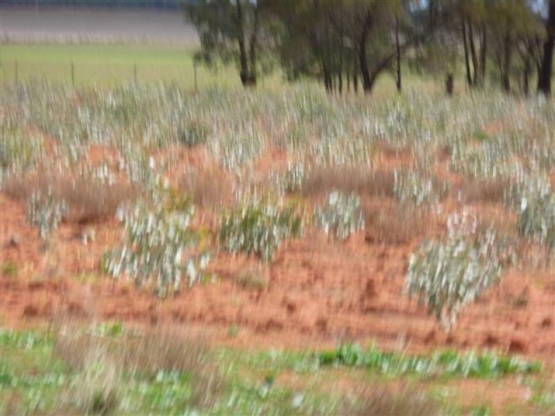 Goolgowi NSW 2652