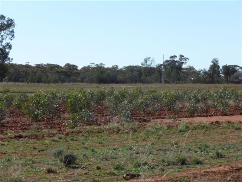 Goolgowi NSW 2652