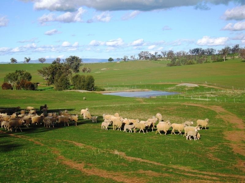 118 Mullemblah Road, Walbundrie NSW 2642