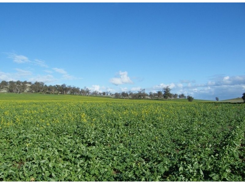 118 Mullemblah Road, Walbundrie NSW 2642