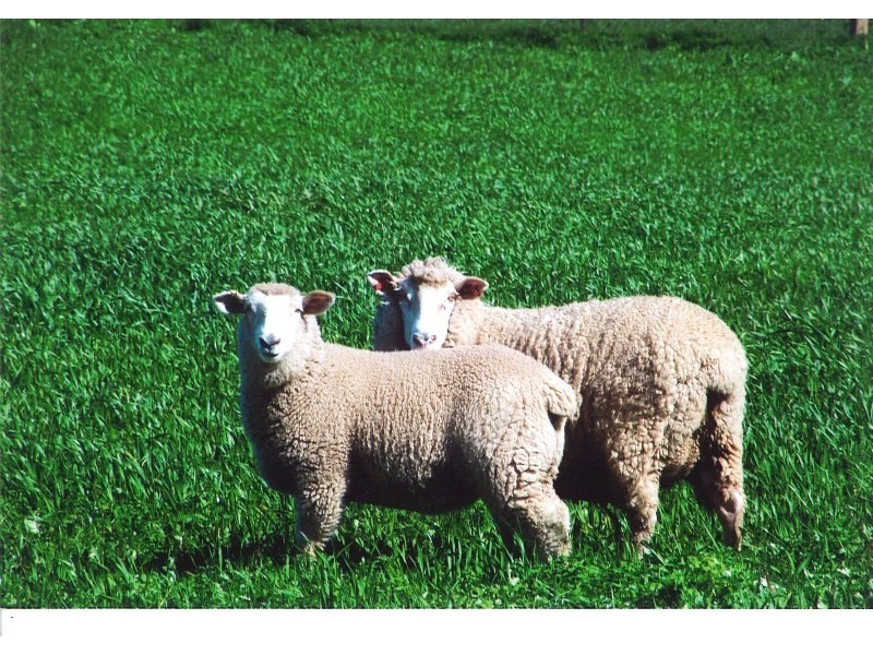 118 Mullemblah Road, Walbundrie NSW 2642