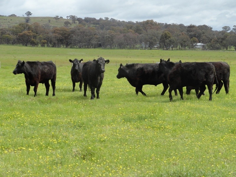 “Spring Lawn” Gayfer Road, Chiltern VIC 3683