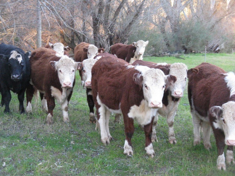 2527 The Snow Road, Markwood VIC 3678