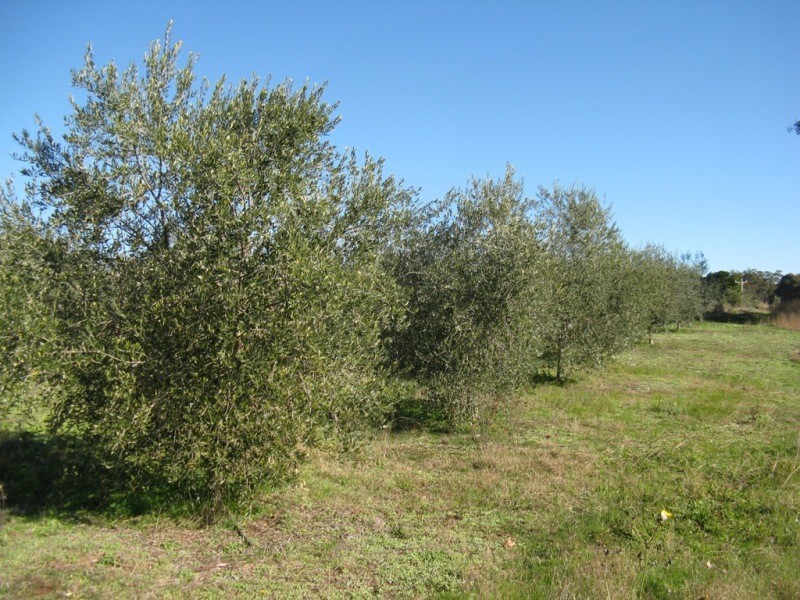 2527 The Snow Road, Markwood VIC 3678