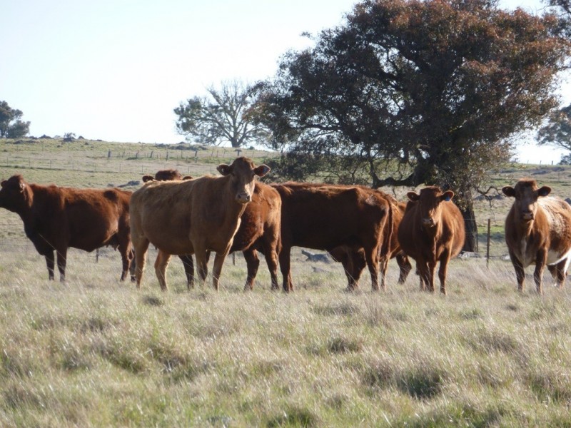 2220 Wargeilla Road, Yass NSW 2582