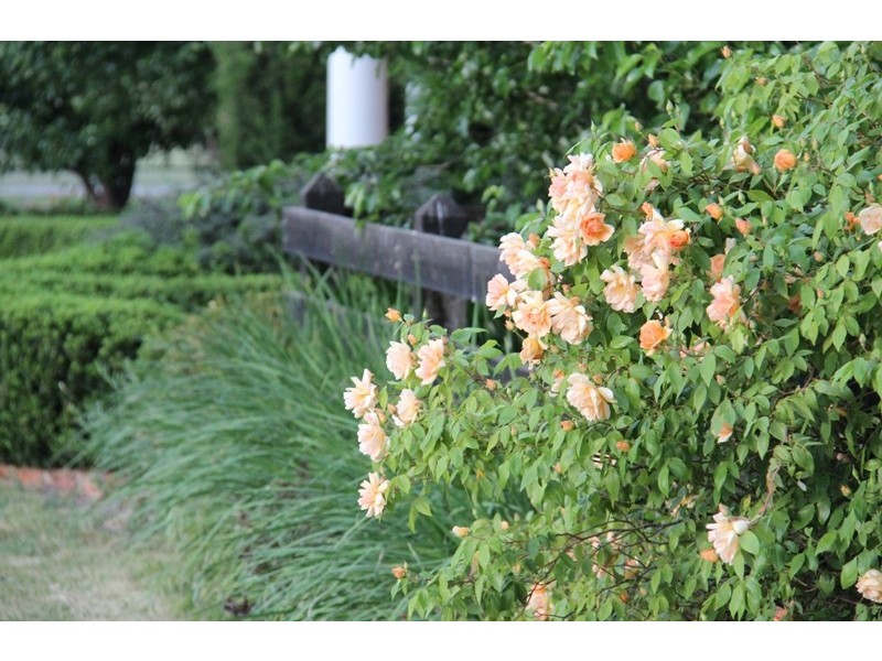 19 Nyhan Street, “The Lodge”, Holbrook NSW 2644