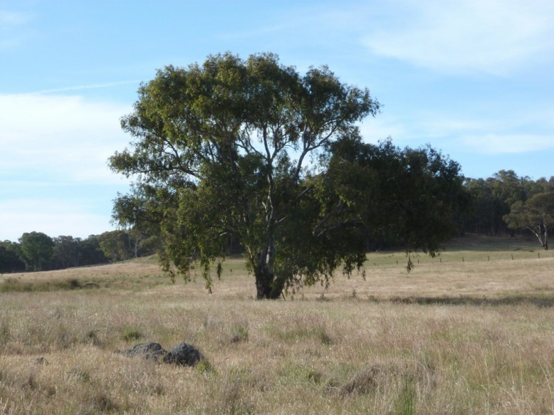1381 Lachlan Valley Way, Boorowa NSW 2586
