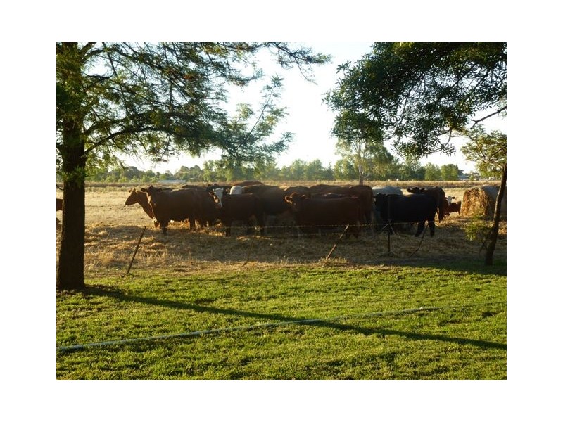 Lot 57 Riverina Highway, Finley NSW 2713