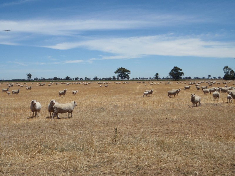 139 Willows Road, Jerilderie NSW 2716