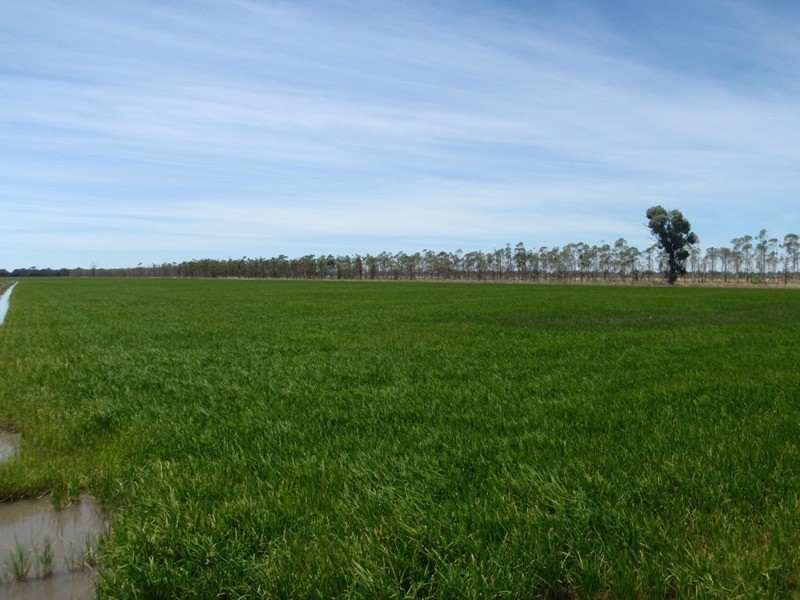 139 Willows Road, Jerilderie NSW 2716