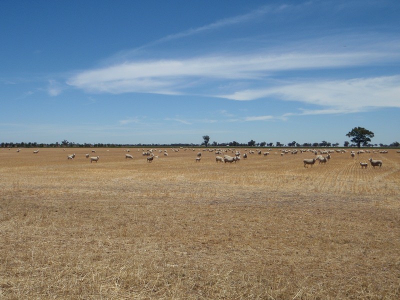 139 Willows Road, Jerilderie NSW 2716