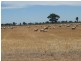 139 Willows Road, Jerilderie NSW 2716