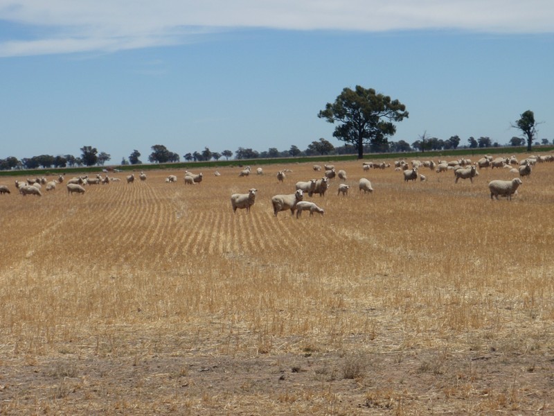 139 Willows Road, Jerilderie NSW 2716