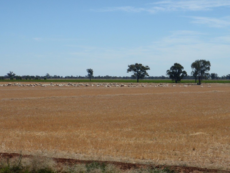 139 Willows Road, Jerilderie NSW 2716