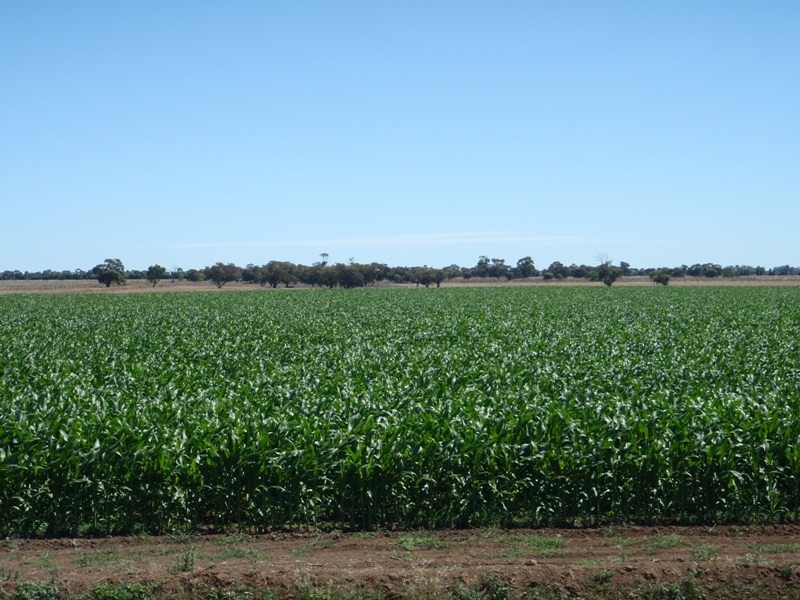 Jerilderie NSW 2716