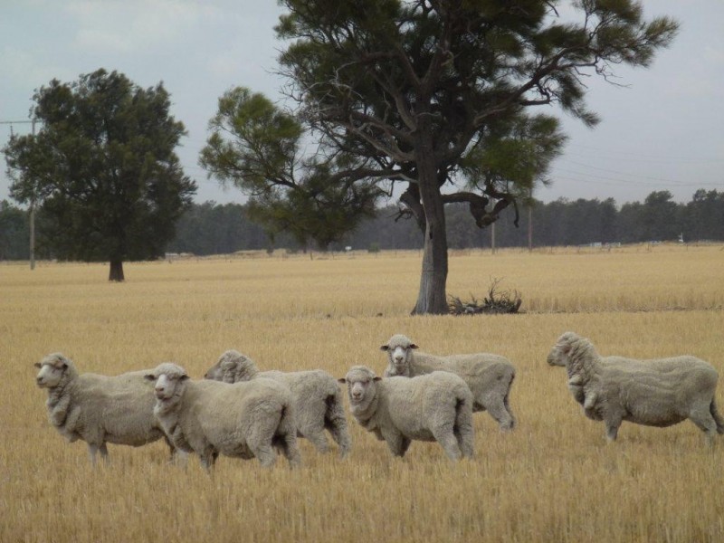 Oaklands NSW 2646