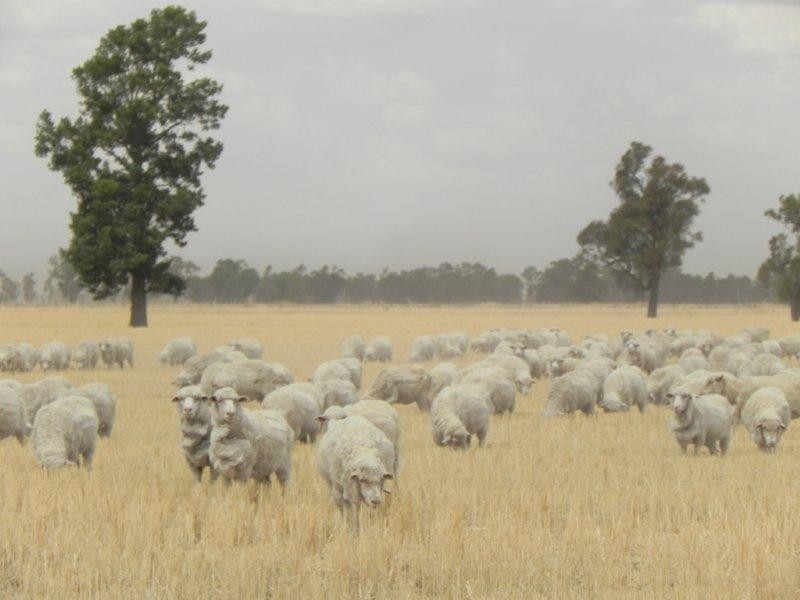 Oaklands NSW 2646