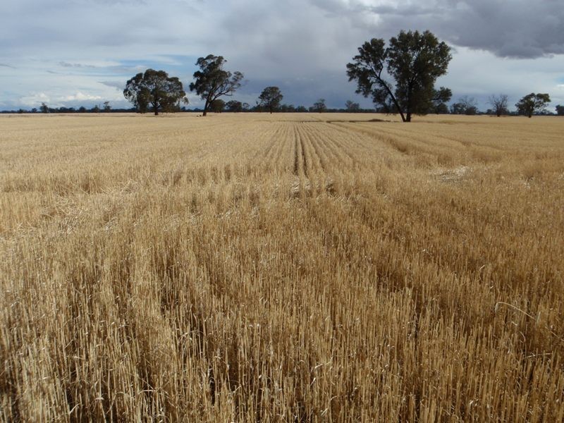 Bull Plain Road, Rennie NSW 2646