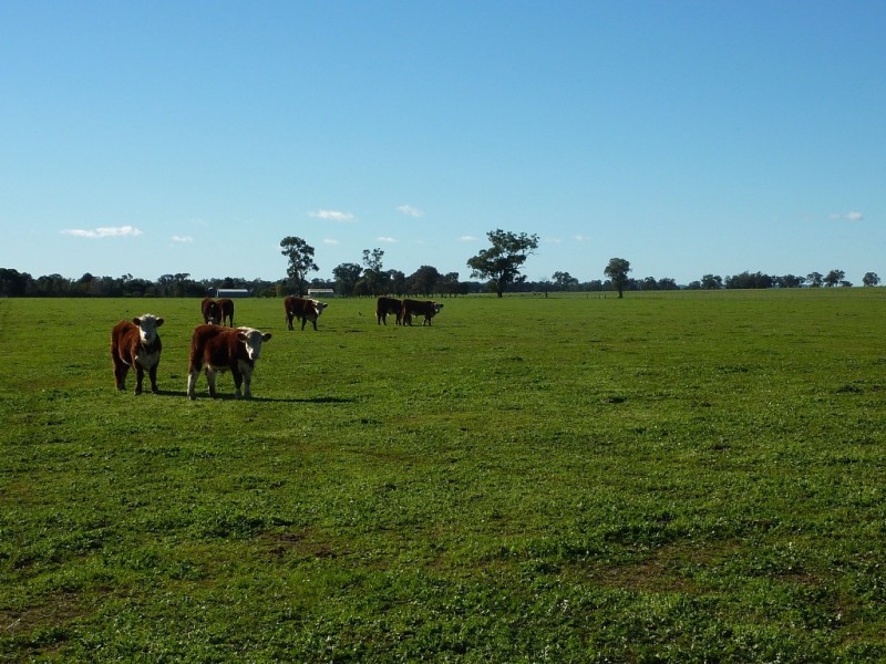 5232 Olympic Way The Rock, Wagga Wagga NSW 2650