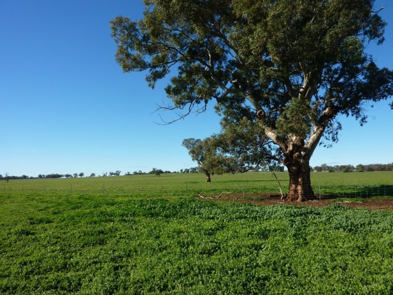 5232 Olympic Way The Rock, Wagga Wagga NSW 2650