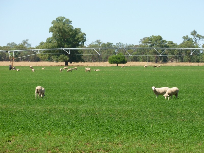“Kismet West” 600 Riverina Highway, Corowa NSW 2646