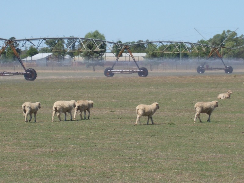 “Kismet West” 600 Riverina Highway, Corowa NSW 2646