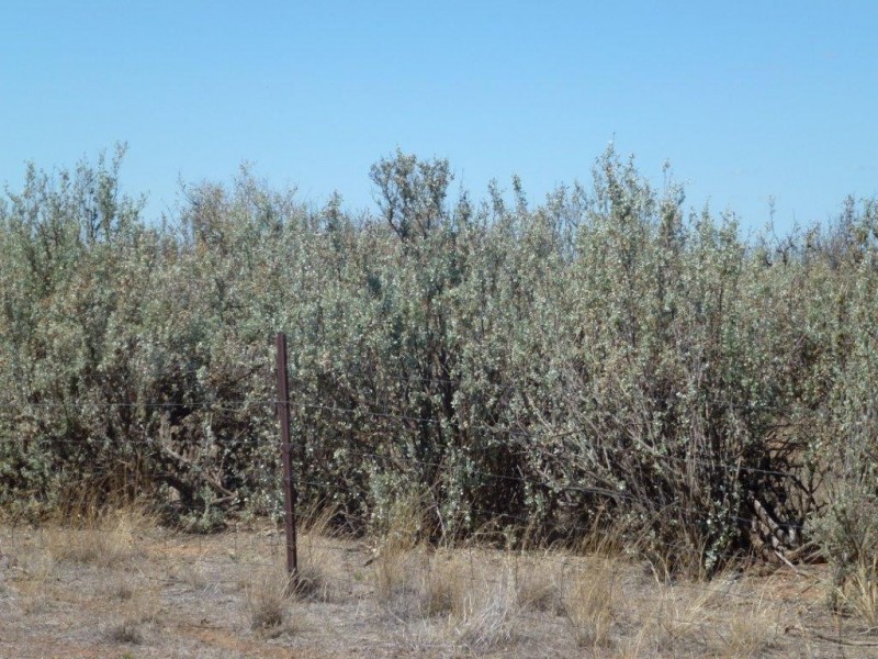 FARM 166 BULL ROAD, Coleambally NSW 2707