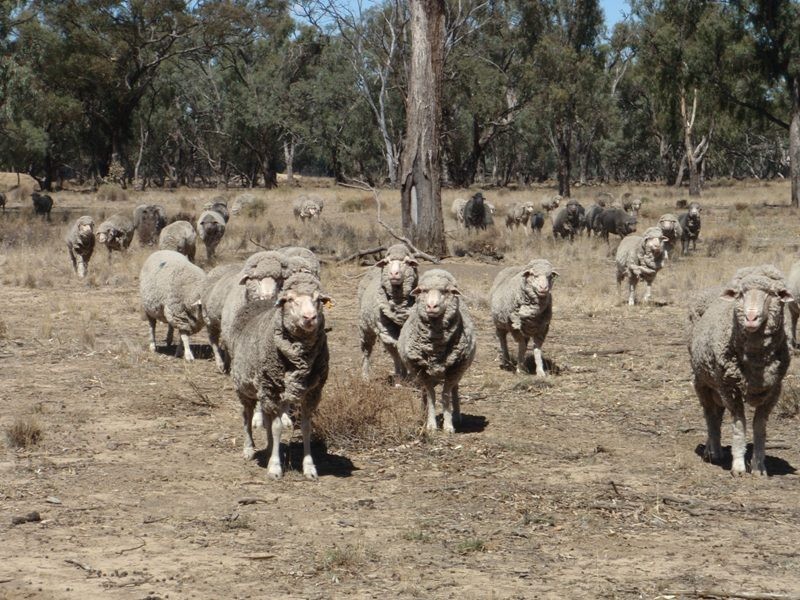 Gollops Road, Deniliquin NSW 2710