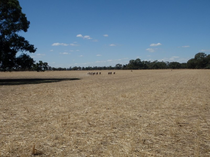 Gollops Road, Deniliquin NSW 2710