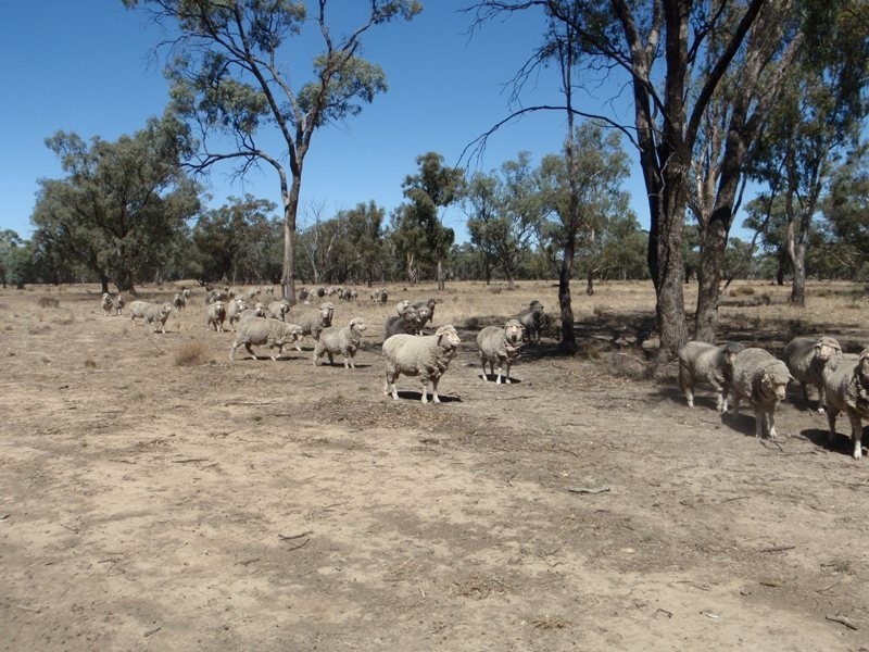 Gollops Road, Deniliquin NSW 2710