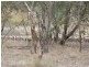 000 Tangmangaroo, Boorowa NSW 2586