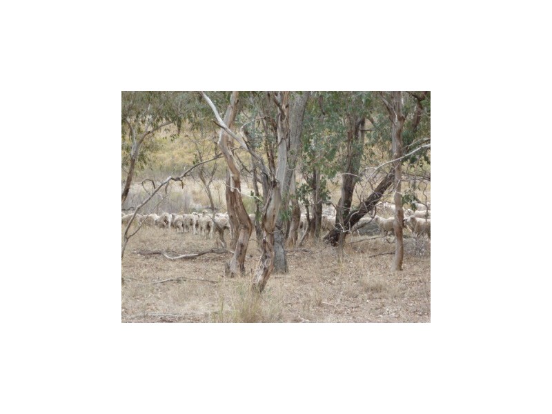 000 Tangmangaroo, Boorowa NSW 2586