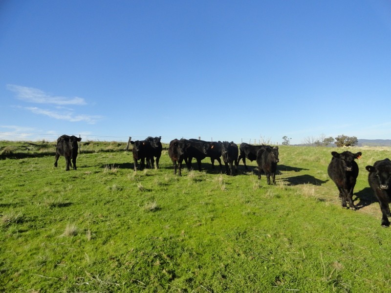 Lot 10 Jessies Lane, Indigo Valley VIC 3688