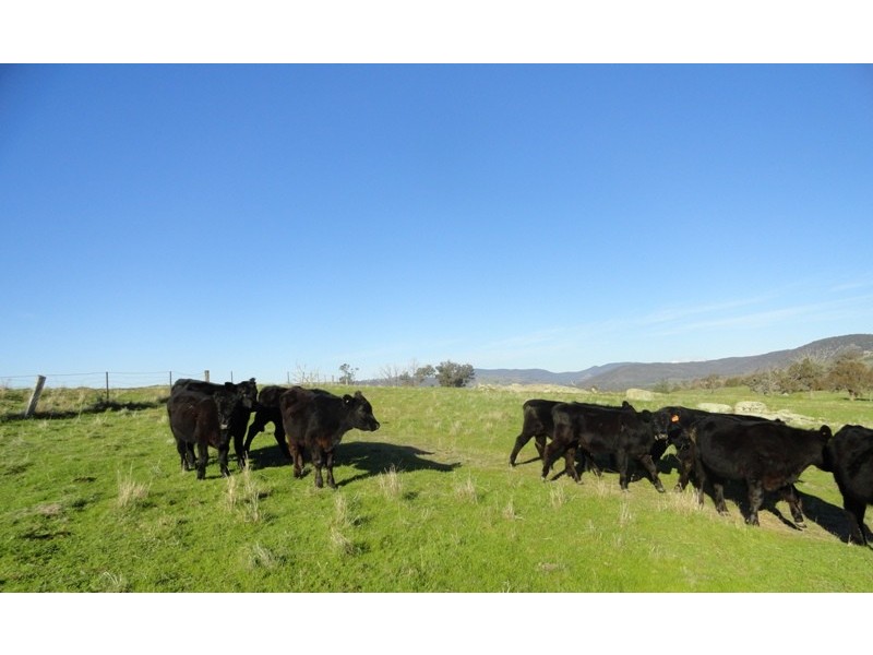 Lot 10 Jessies Lane, Indigo Valley VIC 3688