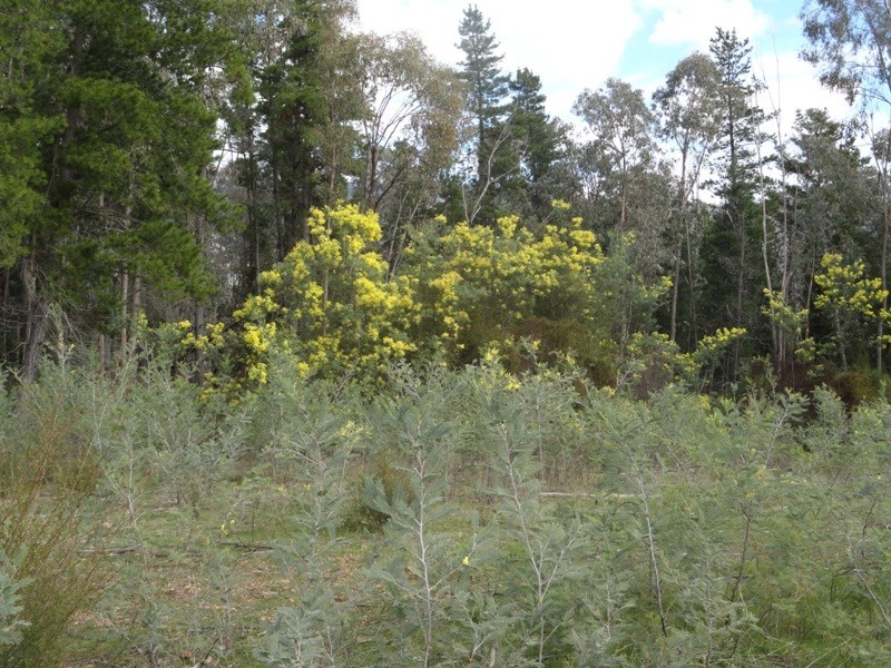 Lot 4 Larkin Lane, Upper Gundowring VIC 3691