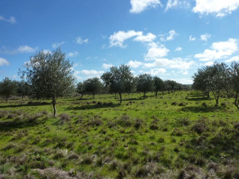 1849 Brushwood Road, Ganmain via, Wagga Wagga NSW 2650