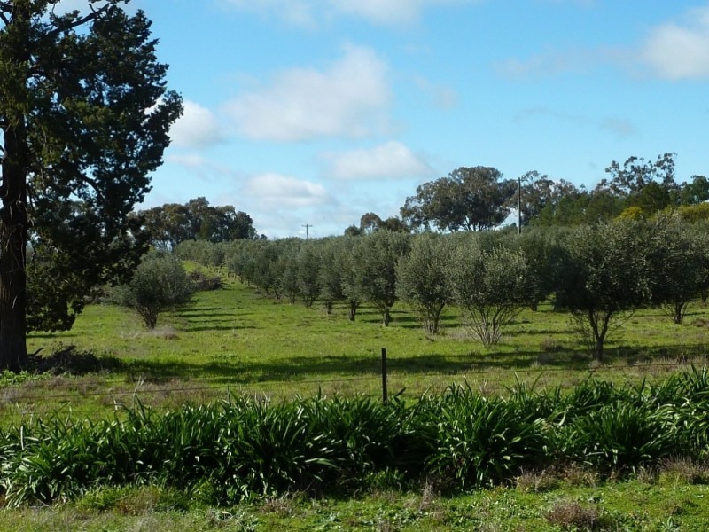 1849 Brushwood Road, Ganmain via, Wagga Wagga NSW 2650