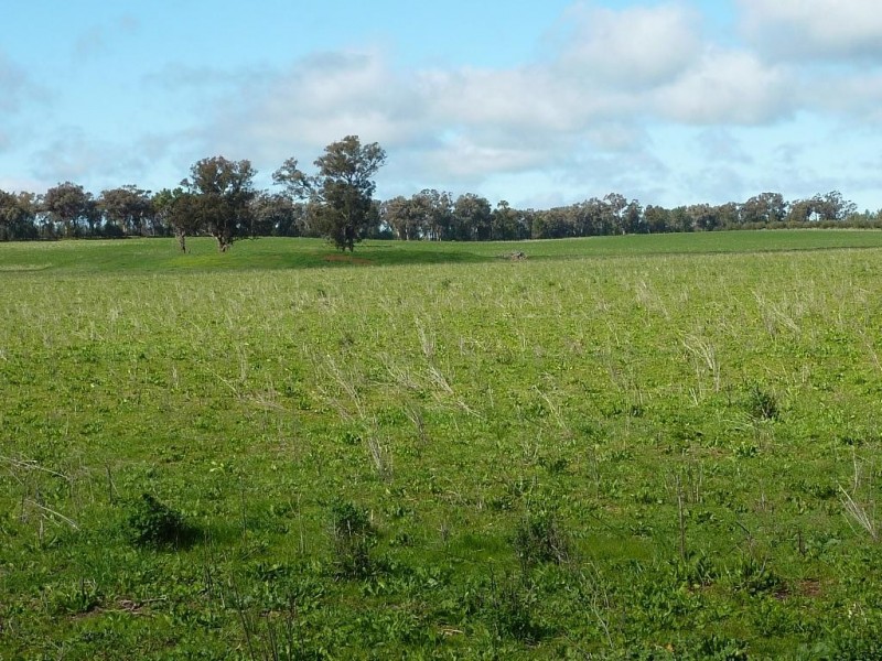 1849 Brushwood Road, Ganmain via, Wagga Wagga NSW 2650