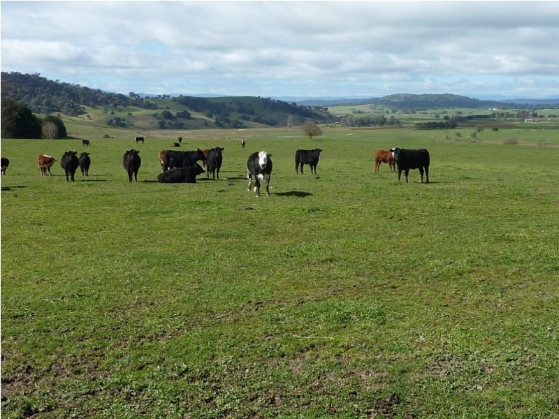 2637 Jingellic Road, Tumbarumba NSW 2653