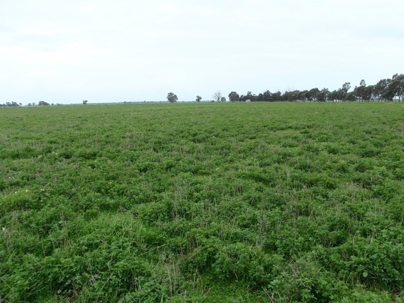 136 Lakers Road, Blighty NSW 2713