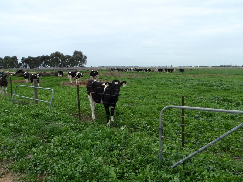 136 Lakers Road, Blighty NSW 2713