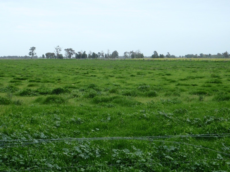 136 Lakers Road, Blighty NSW 2713