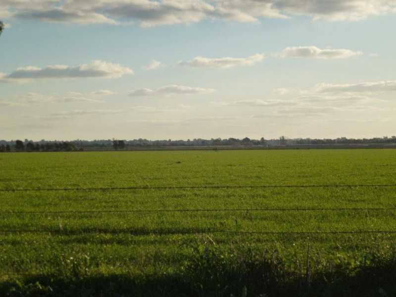 Farm 1863 McCracken Road, Leeton NSW 2705