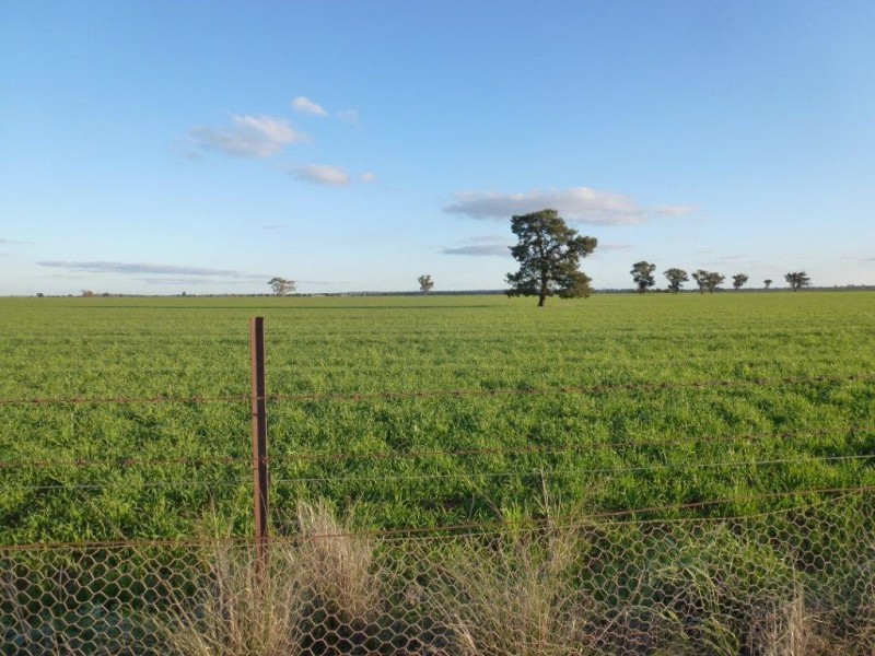 Farm 1863 McCracken Road, Leeton NSW 2705