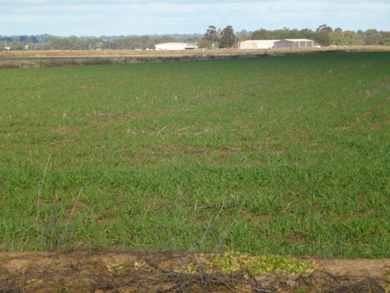 “Midgee” Leeton – Narrandera Rd, Narrandera NSW 2700