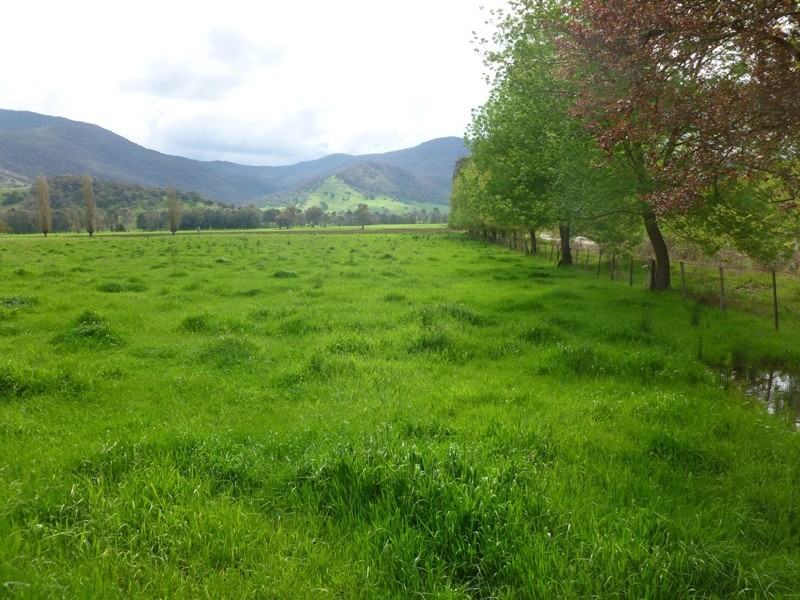 “Narooma” River Road, Jingellic NSW 2642