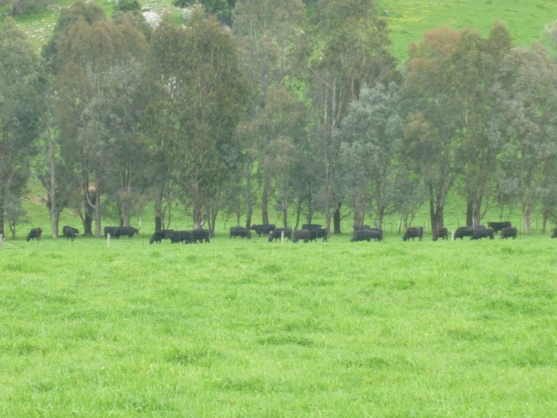 “Narooma” River Road, Jingellic NSW 2642