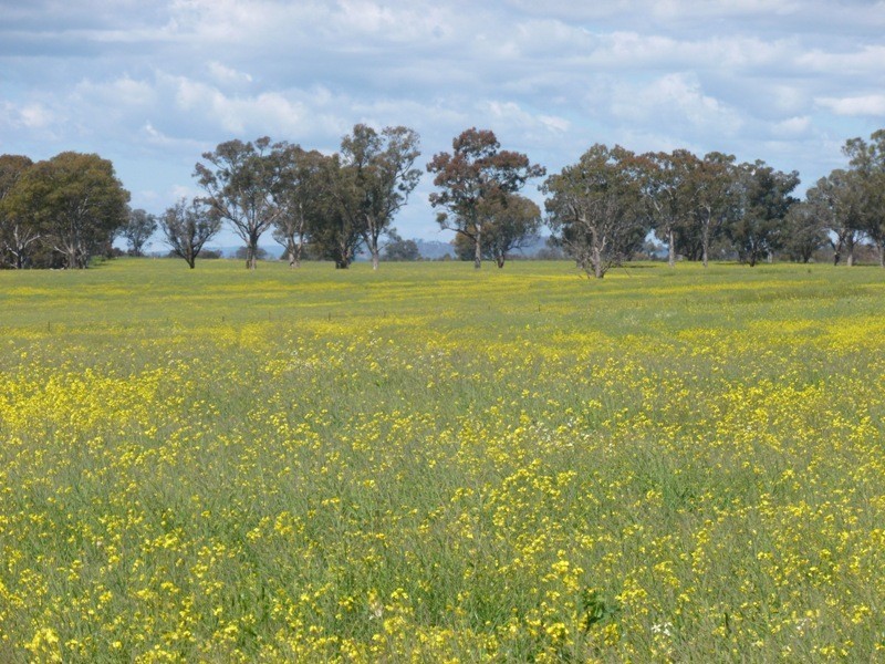 2327 Urana Road, Jindera NSW 2642
