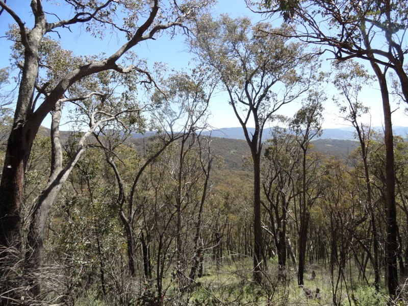 Lot 16A Chicks Track, Burrowye VIC 3709